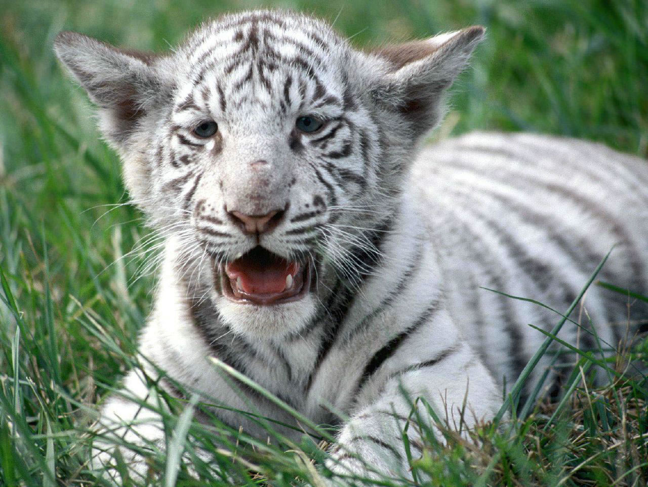Tigre - Bebe Tigre Blanc Tigre - bebe tigre blanc