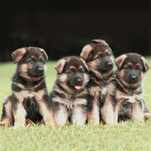 Berger Allemand berger allemand